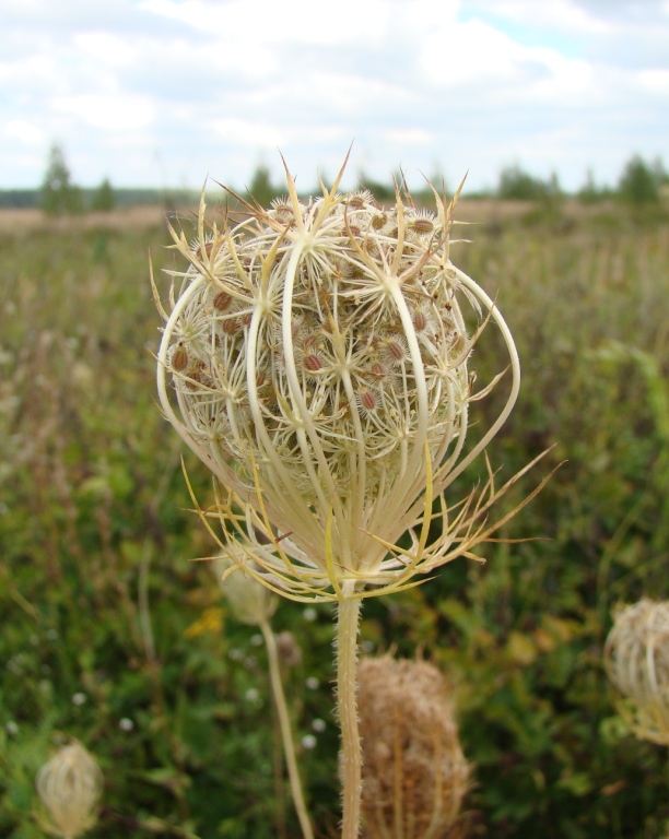 Изображение особи Daucus carota.