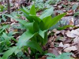 Allium ursinum