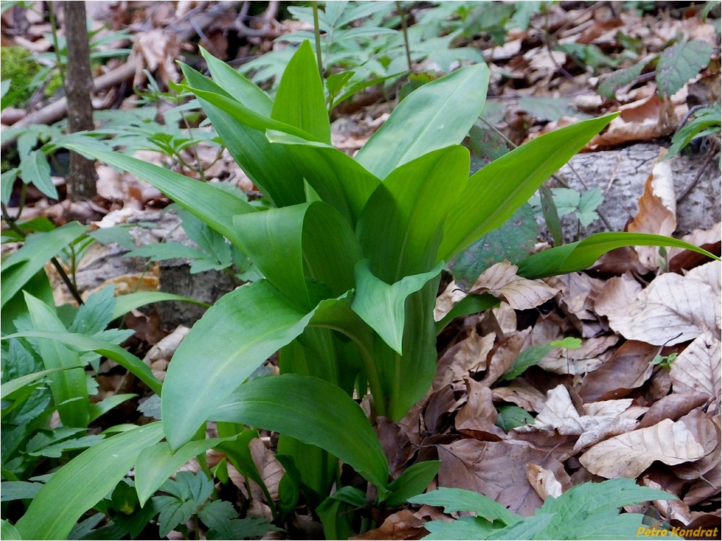 Изображение особи Allium ursinum.