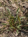 Solidago virgaurea. Вегетирующее растение. Ростовская обл., Усть-Донецкий р-н, Нижне-Кундрюченский заказник, окр. станицы Нижнекундрюченская, на песчаной почве. 13.04.2017.