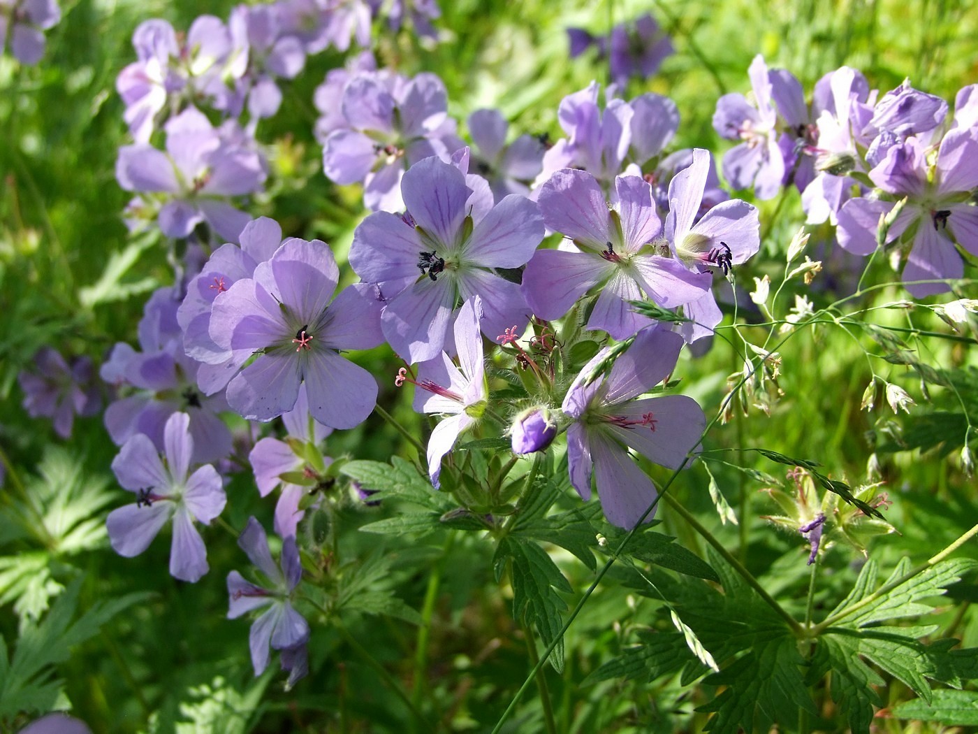 Image of Geranium erianthum specimen.