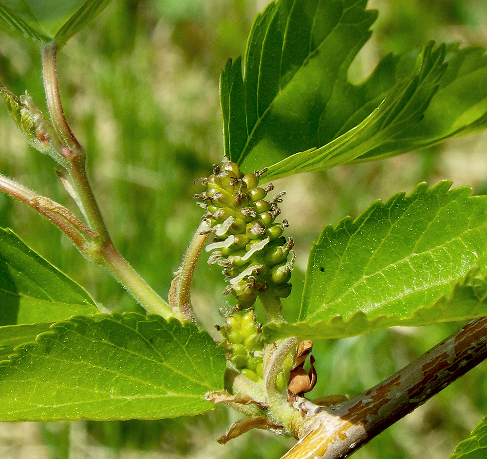 Изображение особи Morus alba.