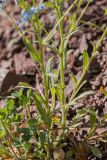 Myosotis lithospermifolia