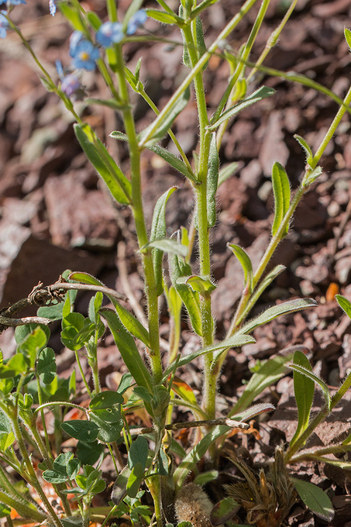 Image of Myosotis lithospermifolia specimen.