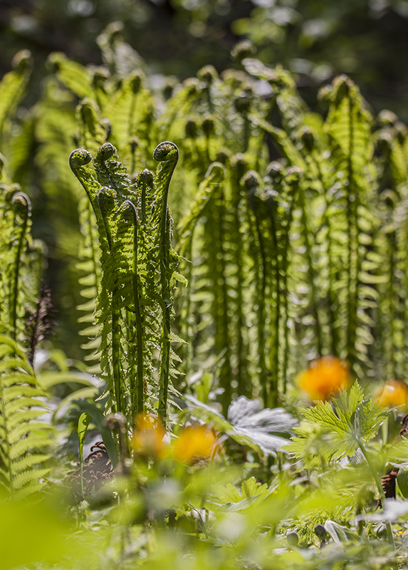 Image of Matteuccia struthiopteris specimen.