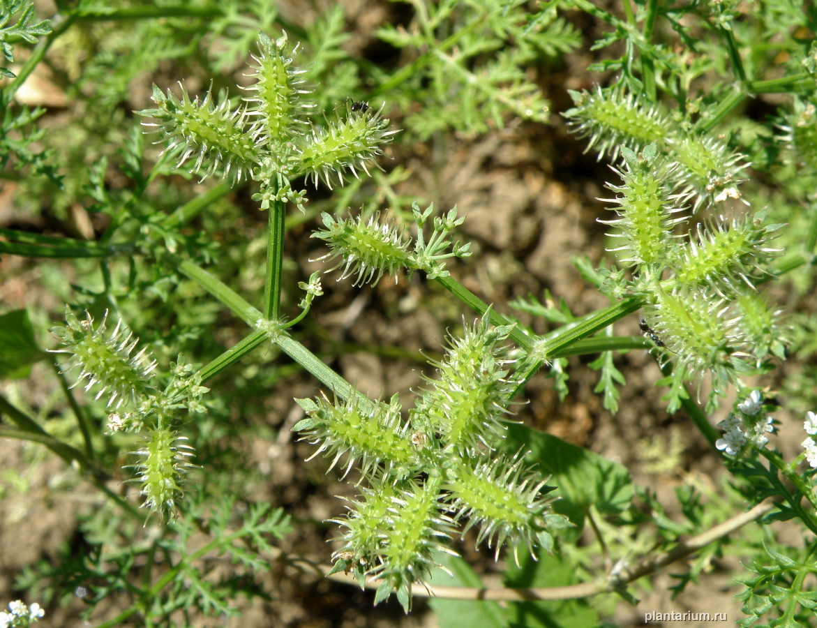 Image of Caucalis platycarpos specimen.