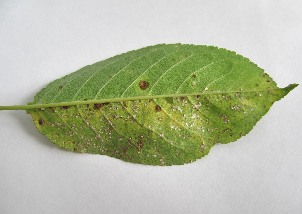 Image of Cerasus vulgaris specimen.