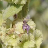 Ballota acetabulosa