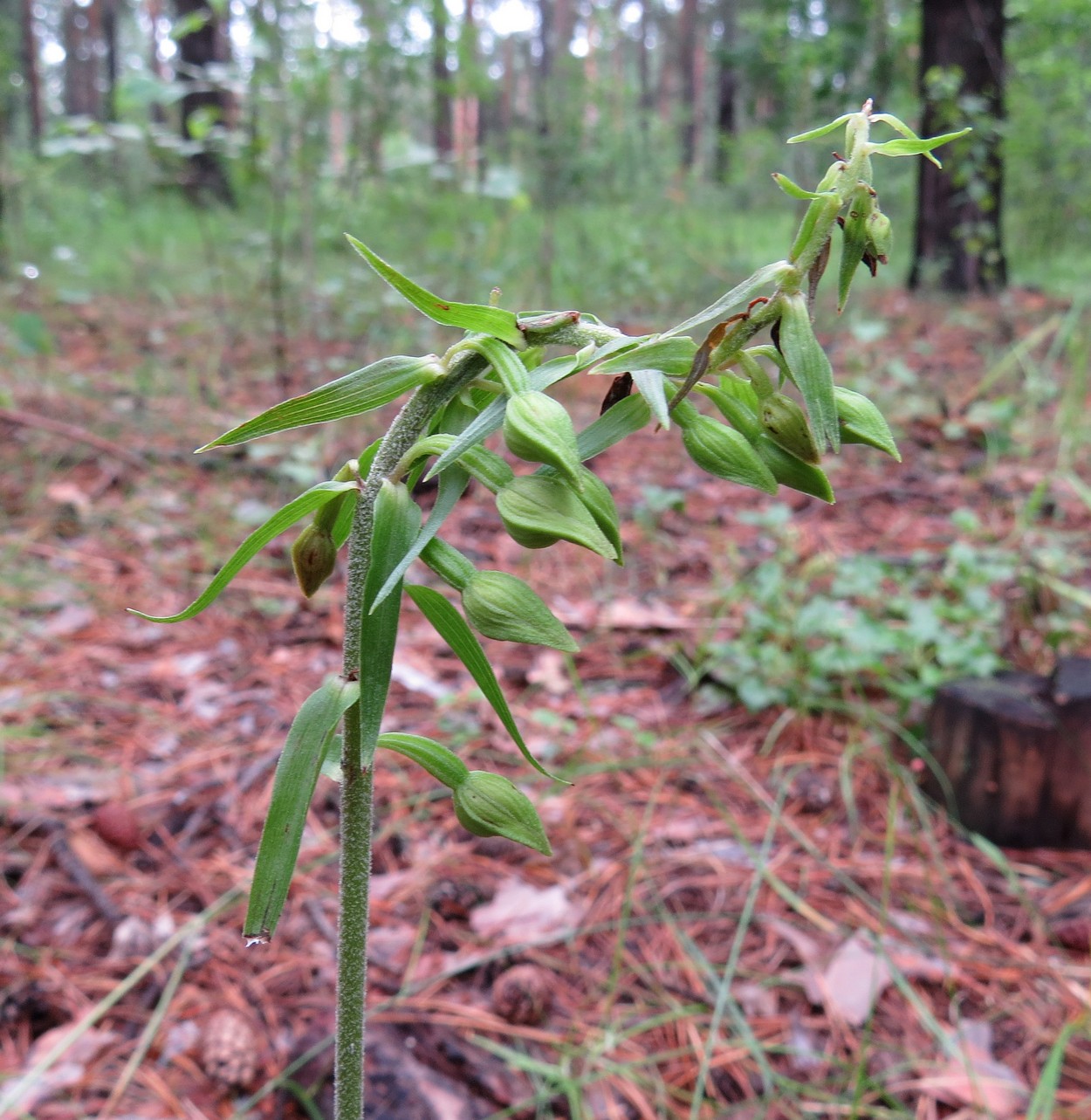 Изображение особи Epipactis helleborine.