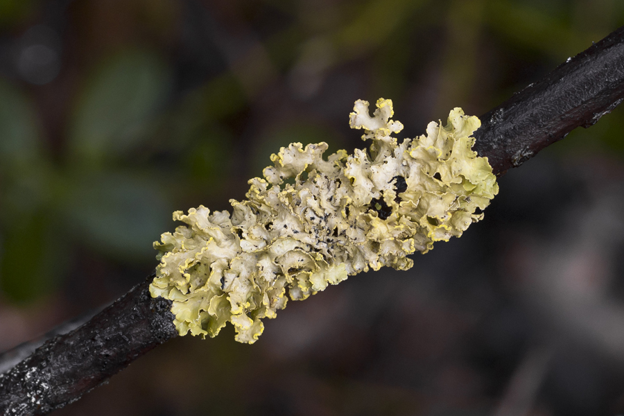 Image of Vulpicida pinastri specimen.