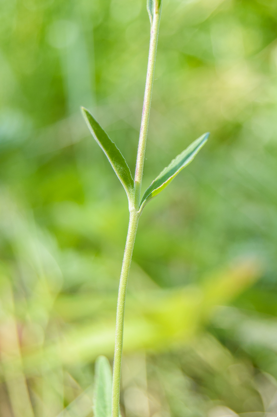 Image of Veronica spicata specimen.