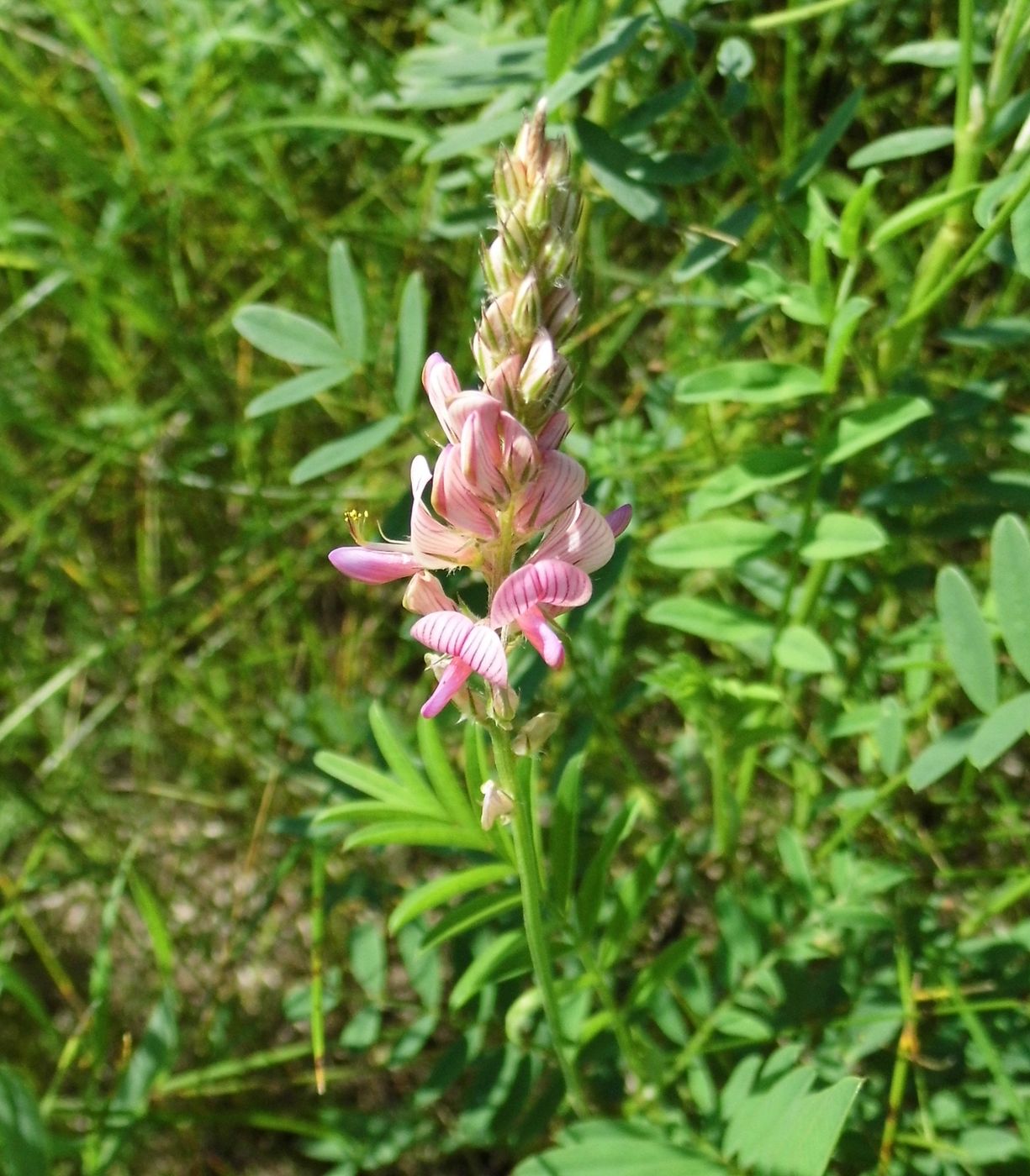 Image of Onobrychis arenaria specimen.