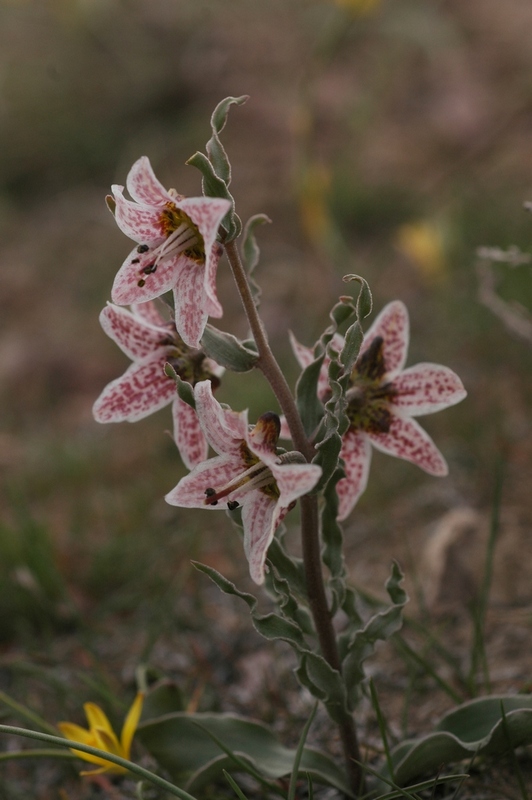 Изображение особи Rhinopetalum karelinii.