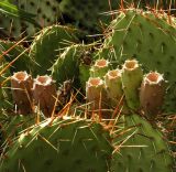 Opuntia phaeacantha var. camanchica