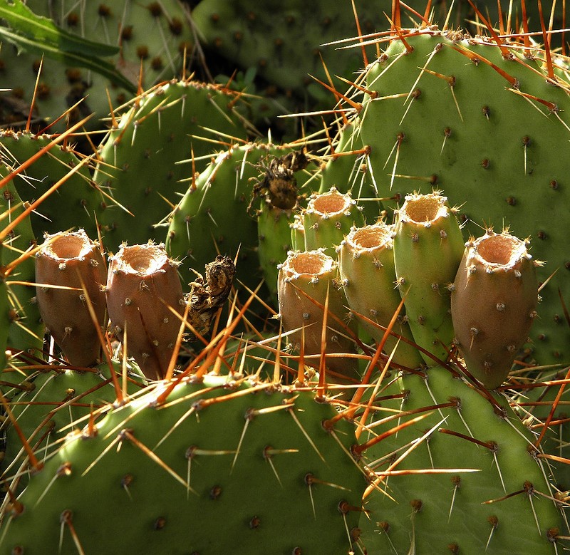 Изображение особи Opuntia phaeacantha var. camanchica.