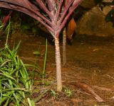 Cordyline fruticosa. Нижняя часть растения. Израиль, Шарон, пос. Кфар Шмариягу, сквер, в культуре. 13.04.2017.