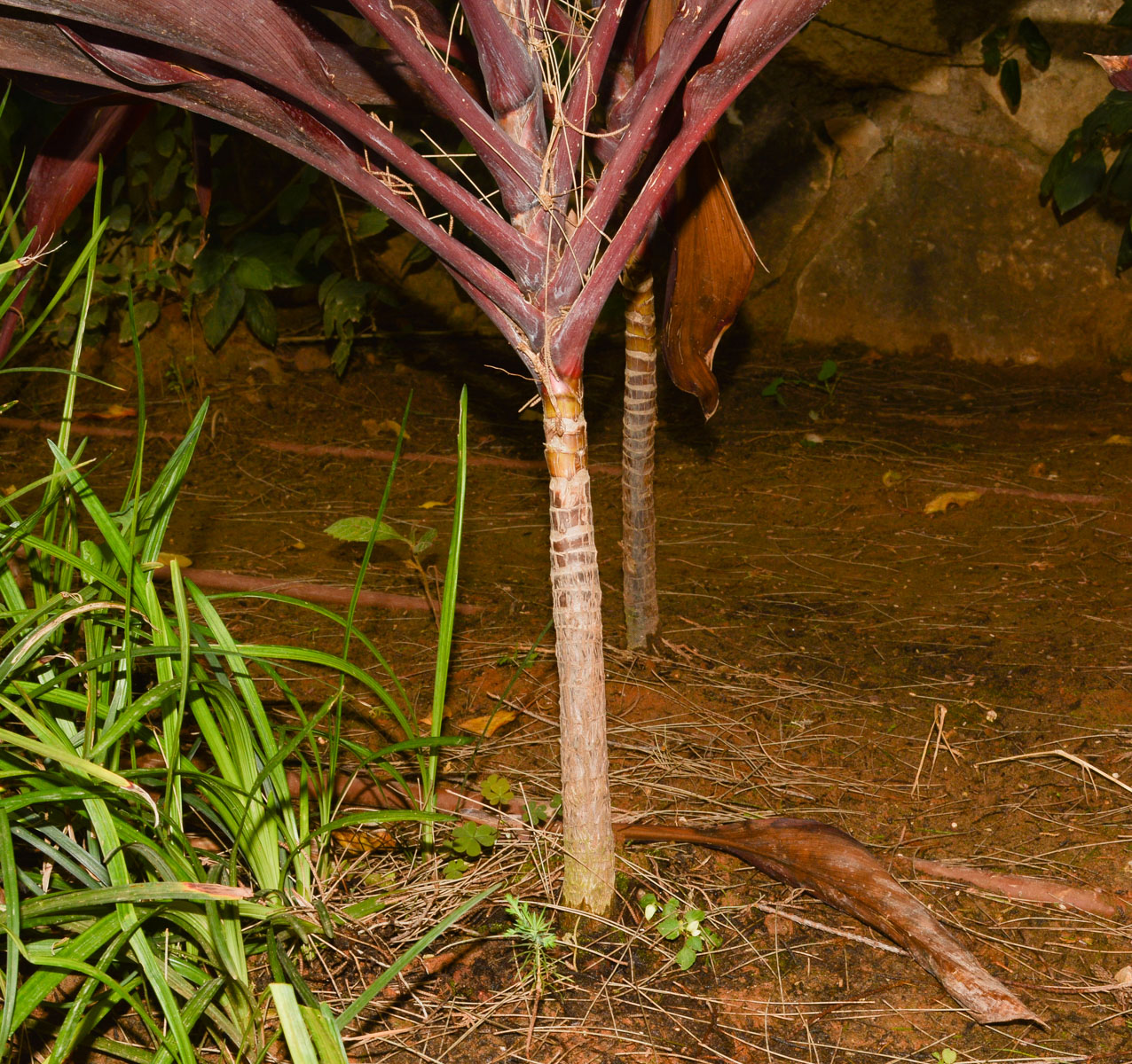 Изображение особи Cordyline fruticosa.