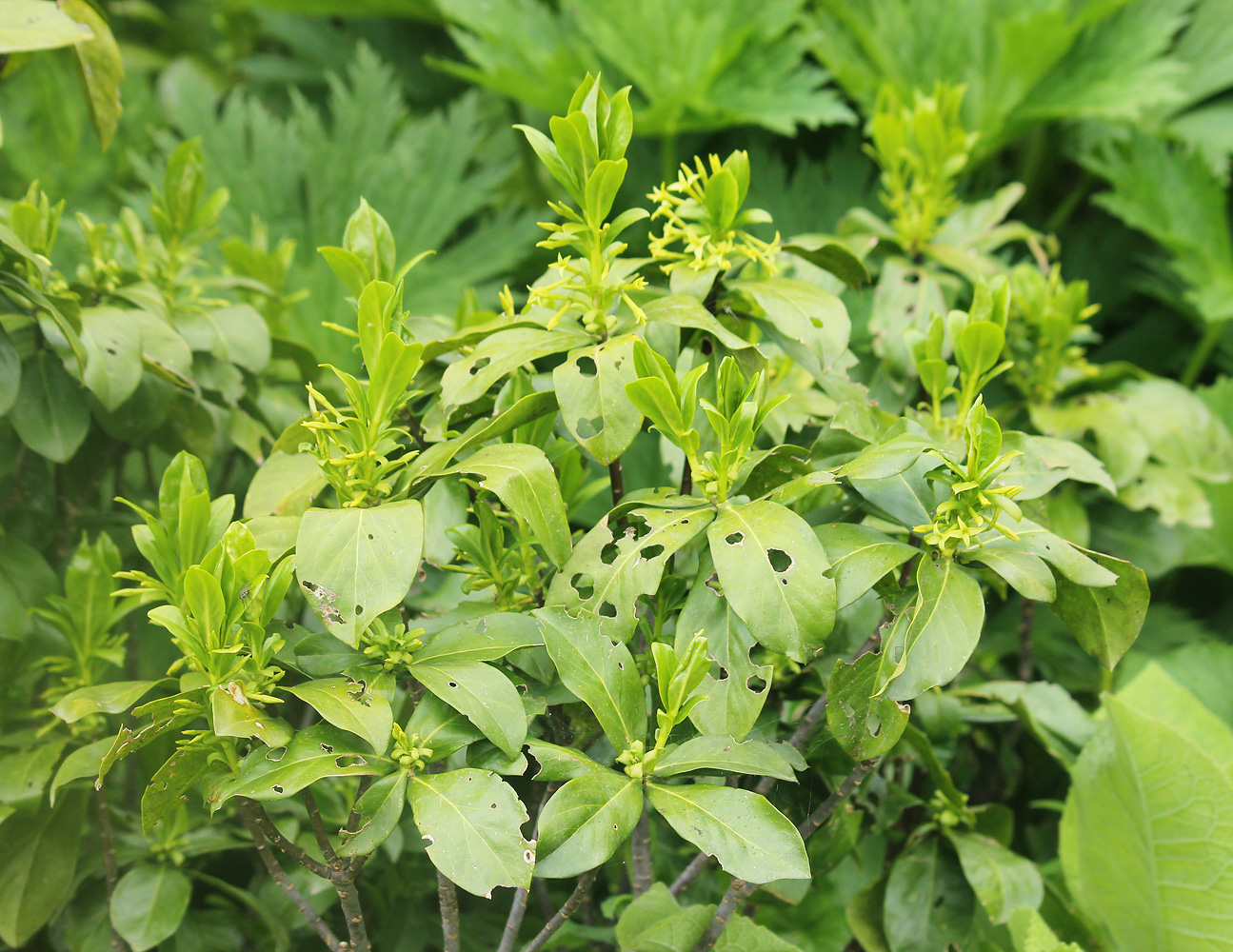 Image of Daphne pontica specimen.