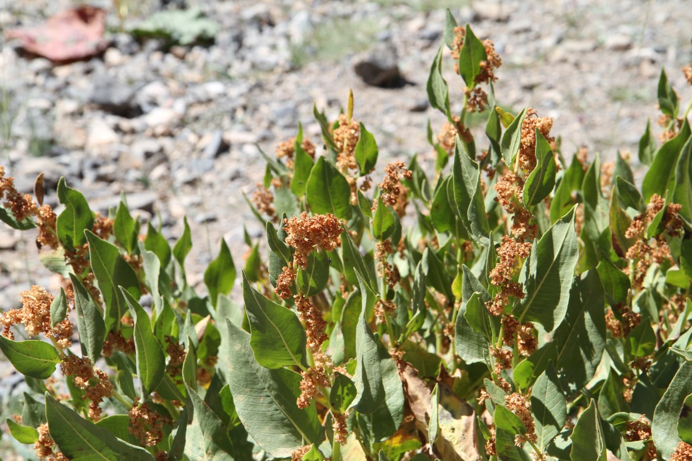 Изображение особи Aconogonon hissaricum.