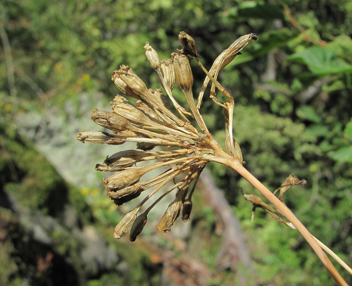 Image of Silene compacta specimen.