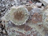 genus Lecanora