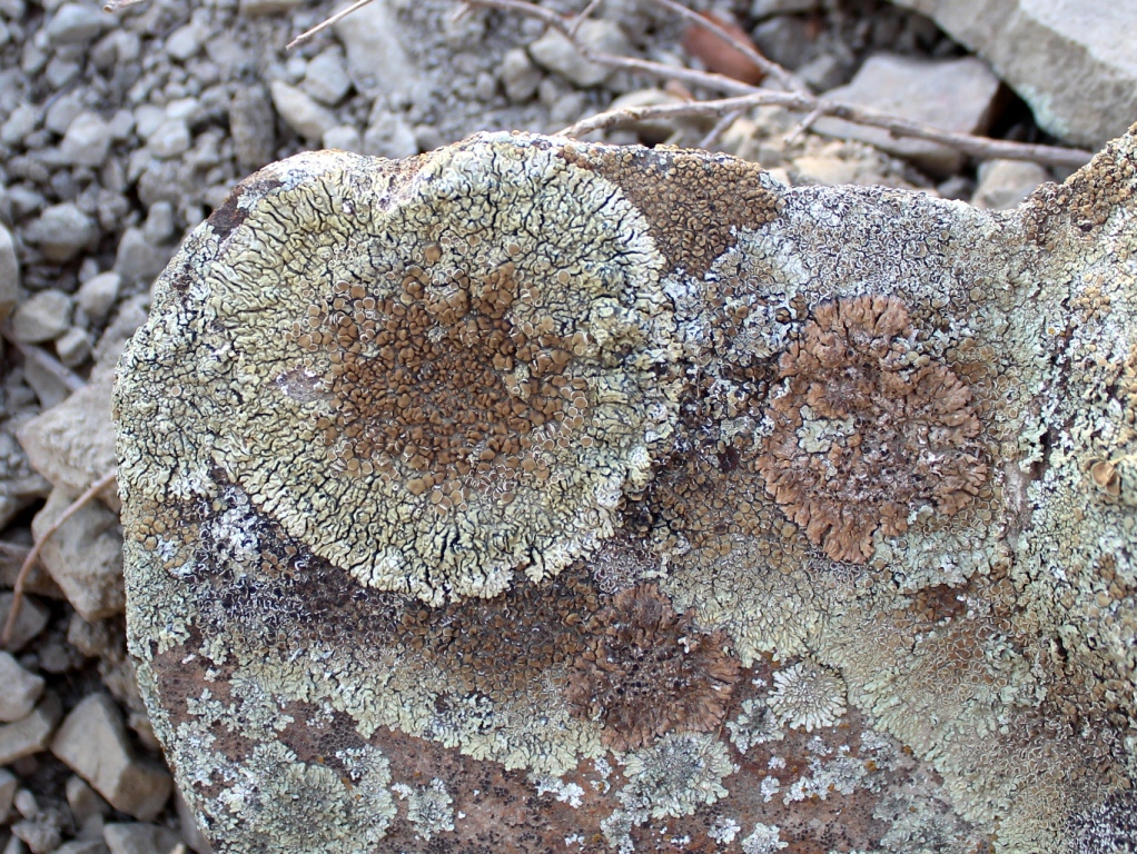 Image of genus Lecanora specimen.