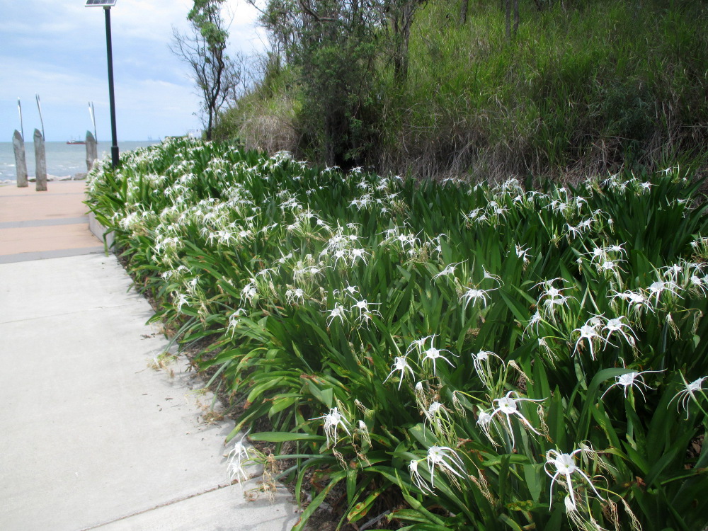 Image of Hymenocallis littoralis specimen.