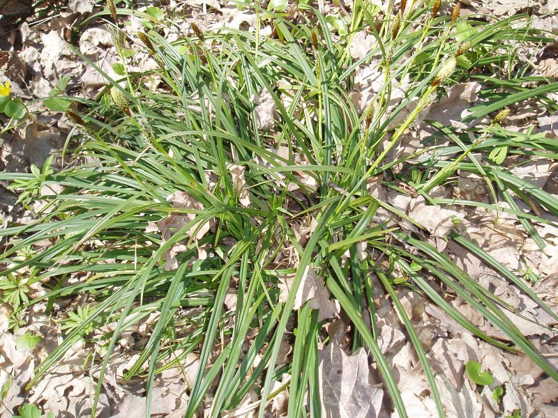 Image of Carex brevicollis specimen.