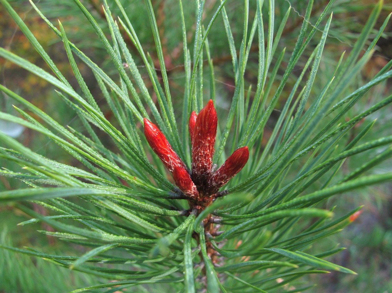 Image of Pinus sylvestris ssp. hamata specimen.