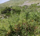 Cirsium elbrusense. Цветущие растения. Кабардино-Балкария, Эльбрусский р-н, окр. пос. Эльбрус, ок. 1900 м н.у.м, сыроватое место на склоне горы. 29.07.2017.