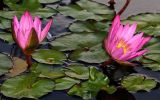 Nymphaea odorata