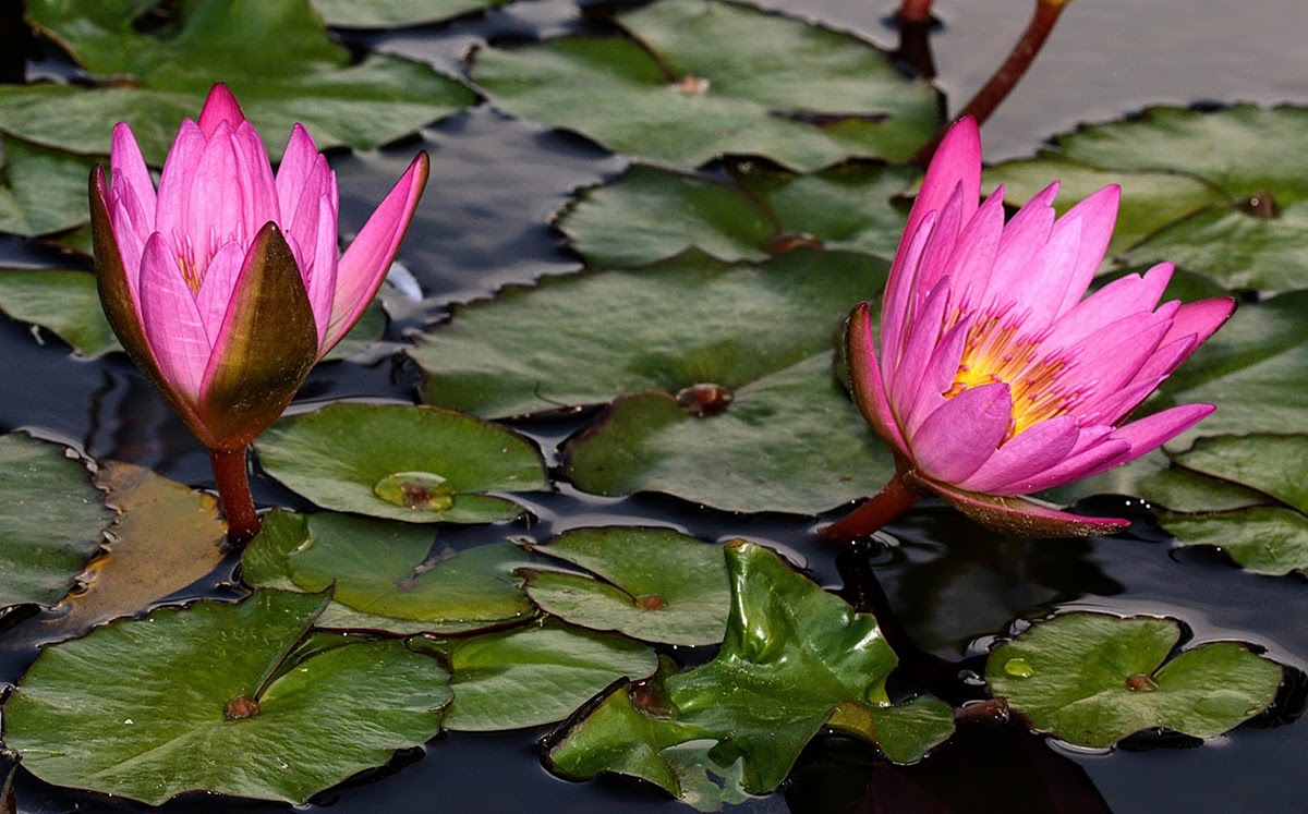 Image of Nymphaea odorata specimen.