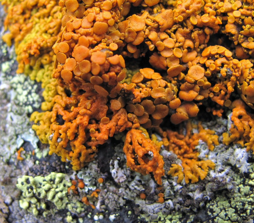 Image of Rusavskia elegans specimen.