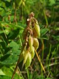 Astragalus frigidus