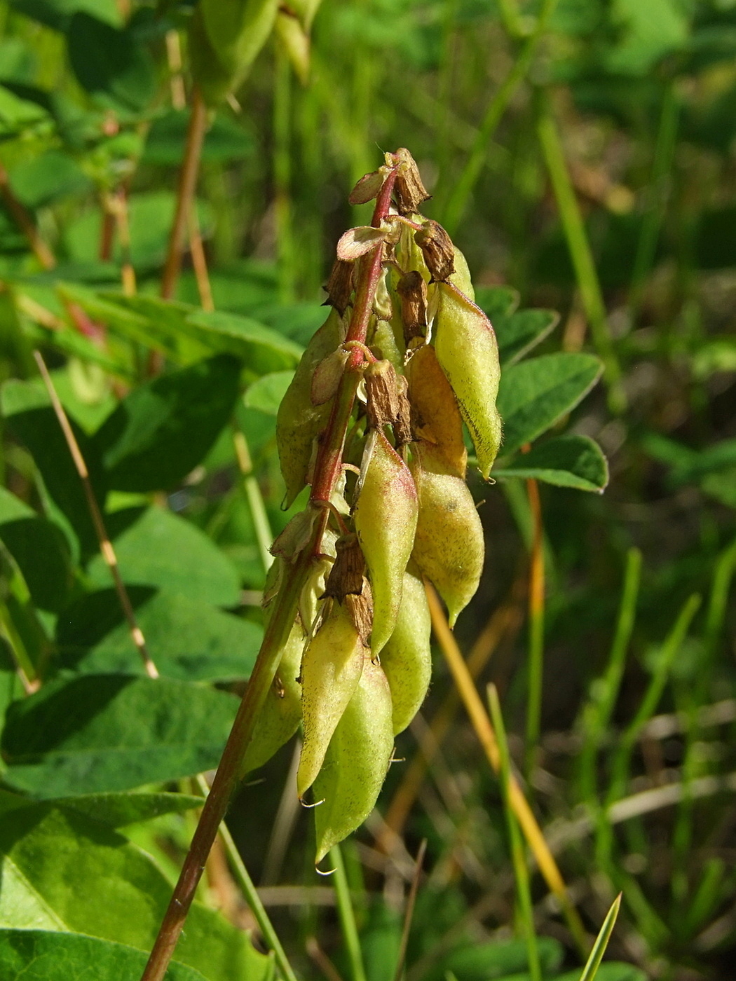 Image of Astragalus frigidus specimen.