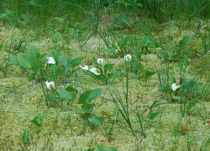 Изображение особи Calla palustris.