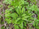 Bunias orientalis. Розетка прикорневых листьев. Чувашия, окр. г. Шумерля, берег р. Сура, устье р. Мочалка. 21 апреля 2008 г.