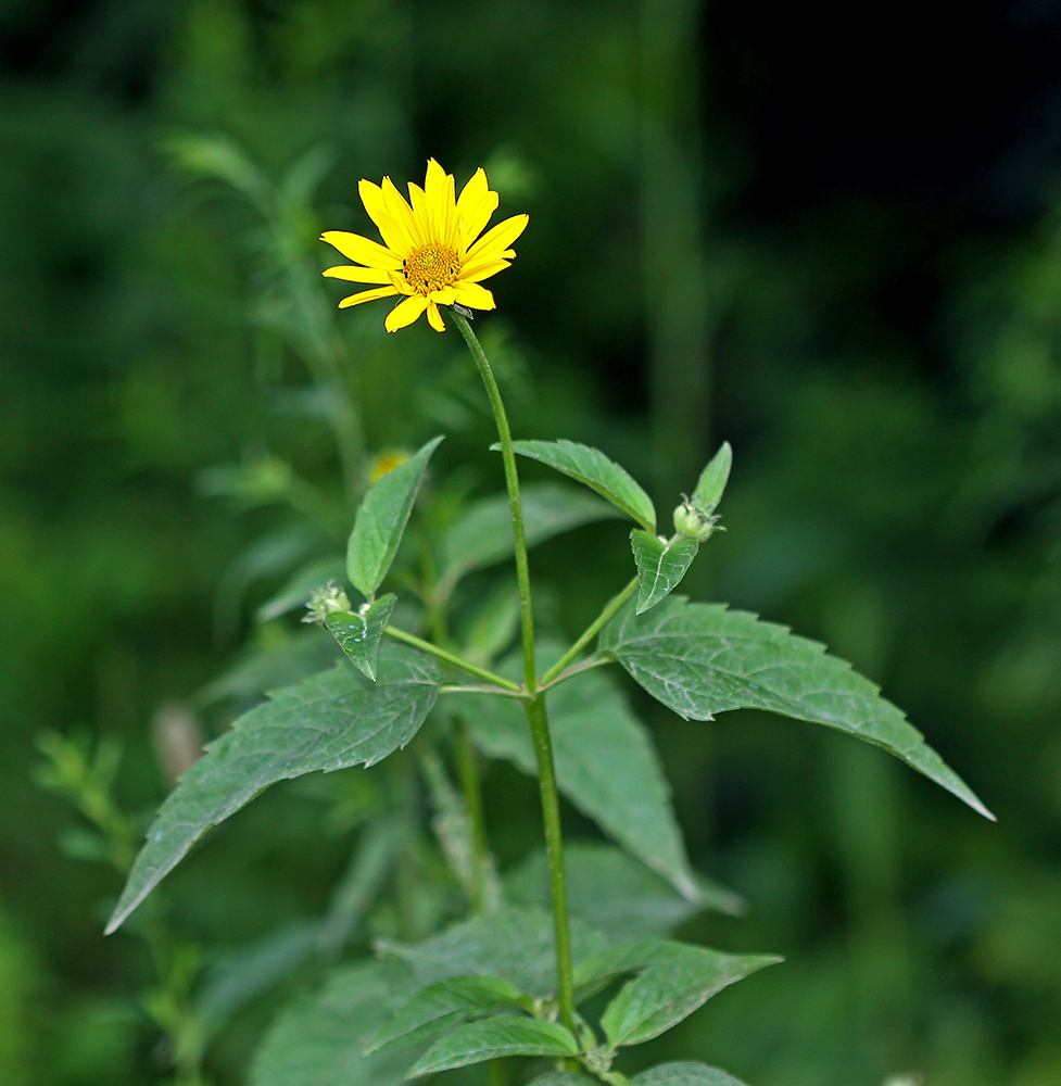 Изображение особи Heliopsis helianthoides ssp. scabra.