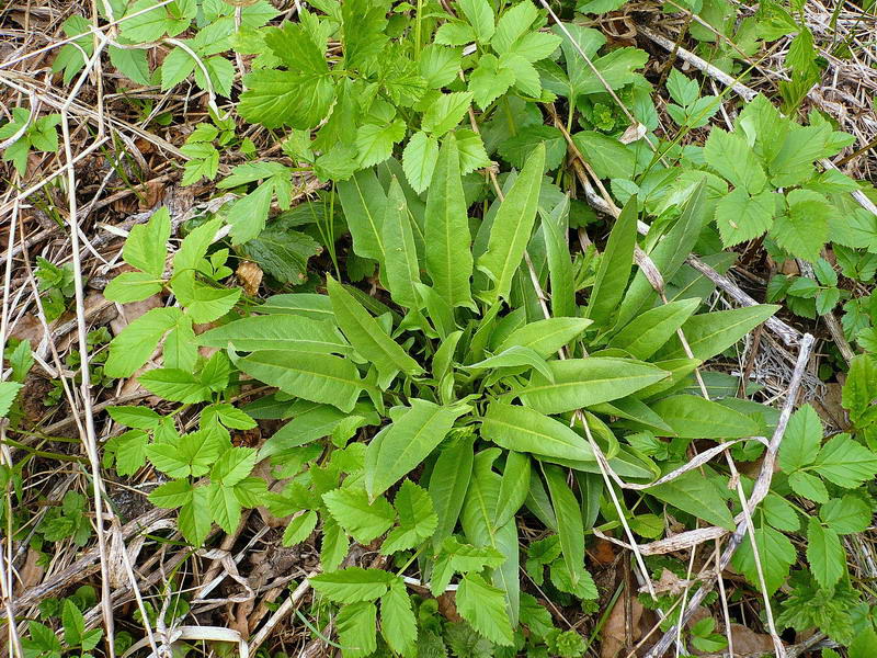 Image of Bunias orientalis specimen.