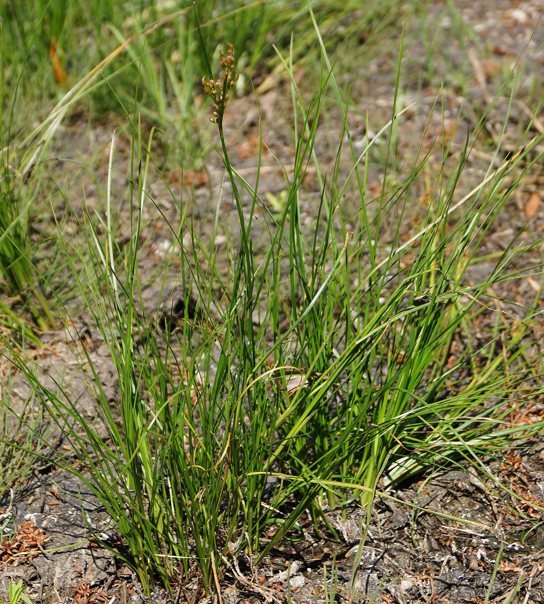 Изображение особи Juncus compressus.