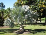Bismarckia nobilis