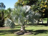 Bismarckia nobilis. Молодое растение. Австралия, г. Брисбен, ботанический сад. 02.08.2015.