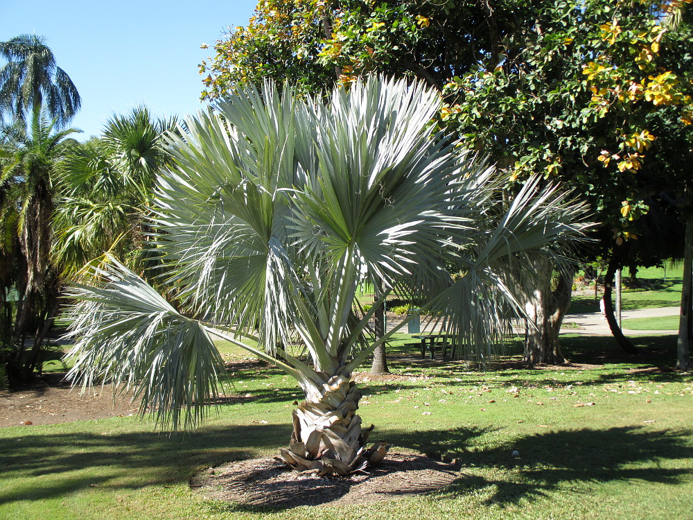 Image of Bismarckia nobilis specimen.