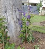 Petrea volubilis