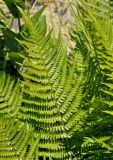 Dryopteris oreades