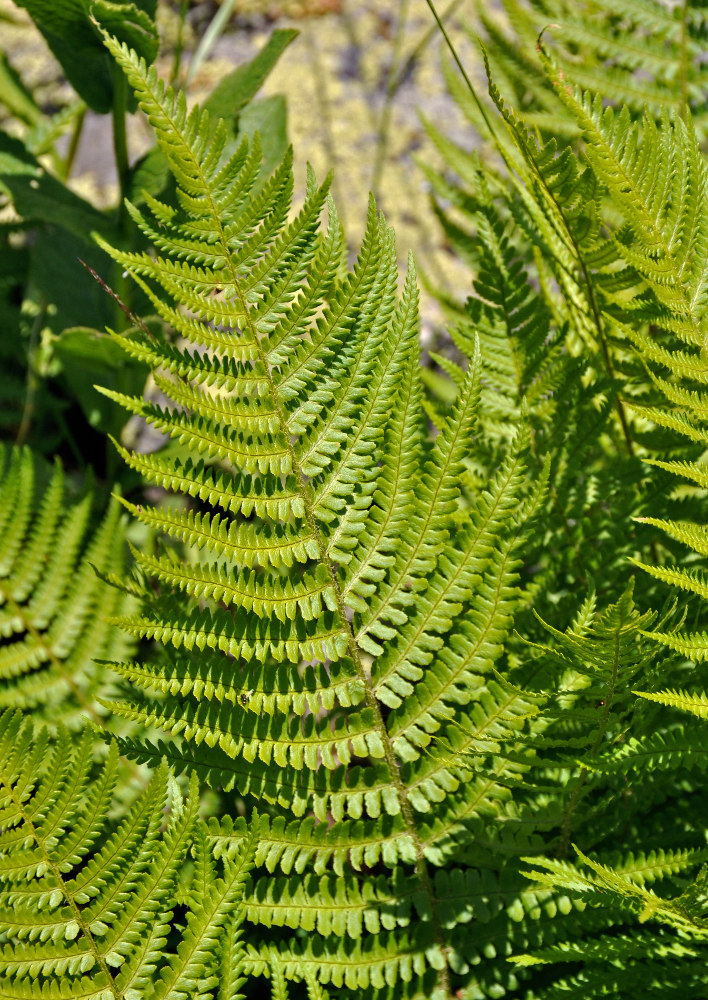 Image of Dryopteris oreades specimen.