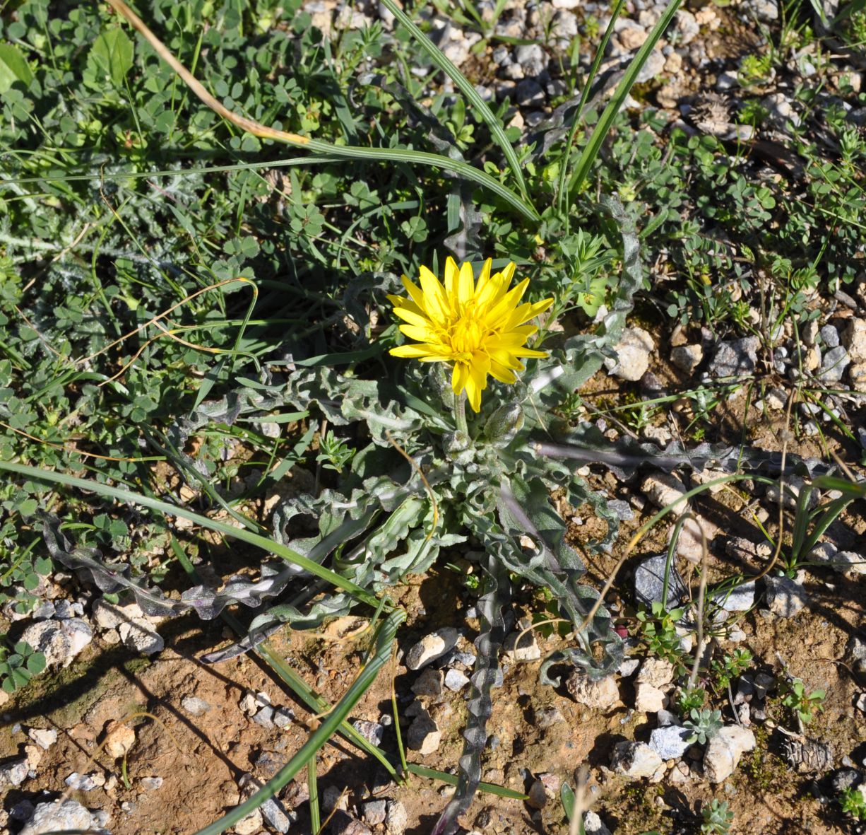Image of Scorzonera sublanata specimen.