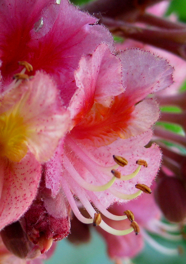 Image of Aesculus &times; carnea specimen.