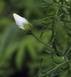 Malva moschata. Бутон. Пермский край, г. Пермь, Кировский р-н, цветочная клумба у административного здания, в культуре. 08.07.2017.