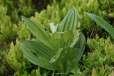 Veratrum lobelianum. Вегетирующее растение. Чехия, Оломоуцкий край, природный заповедник Jeseníky, субальпийский луг. 15.06.2017.